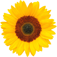 Sunflower240